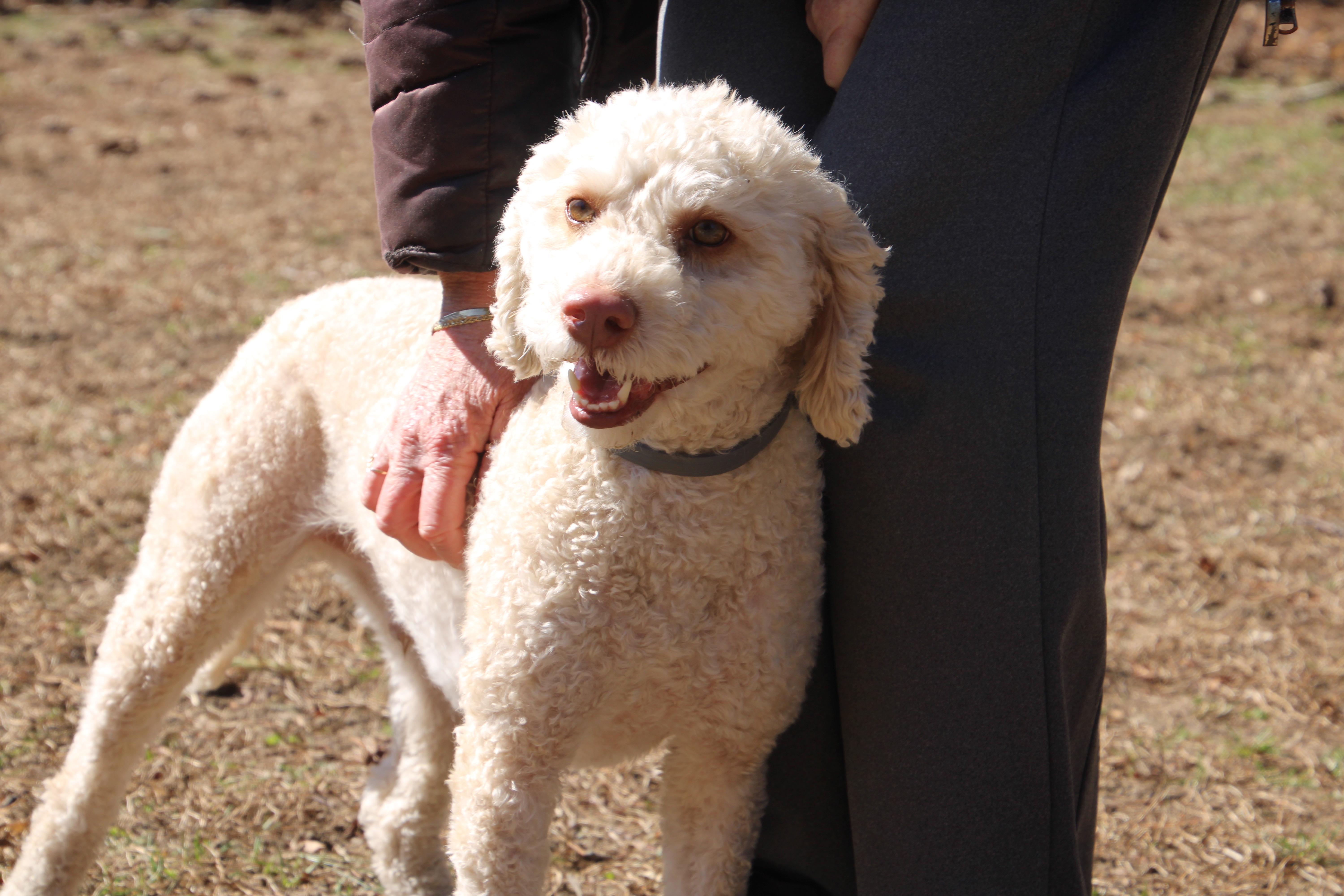 Enlarge Brody, an adopted mixed breed in East Brunswick, NJ image 3/4