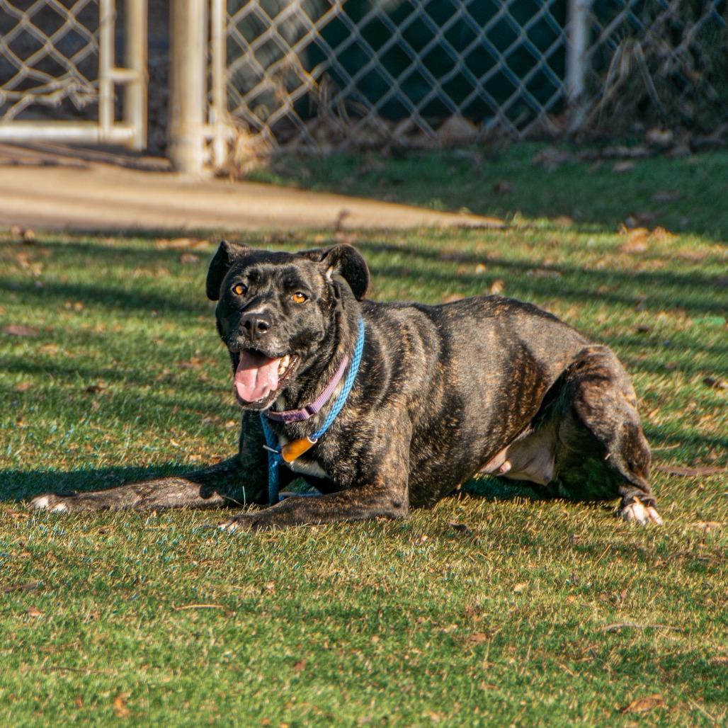 Star, a Adoptable Mixed Breed in Saint Charles, MO image 1/6