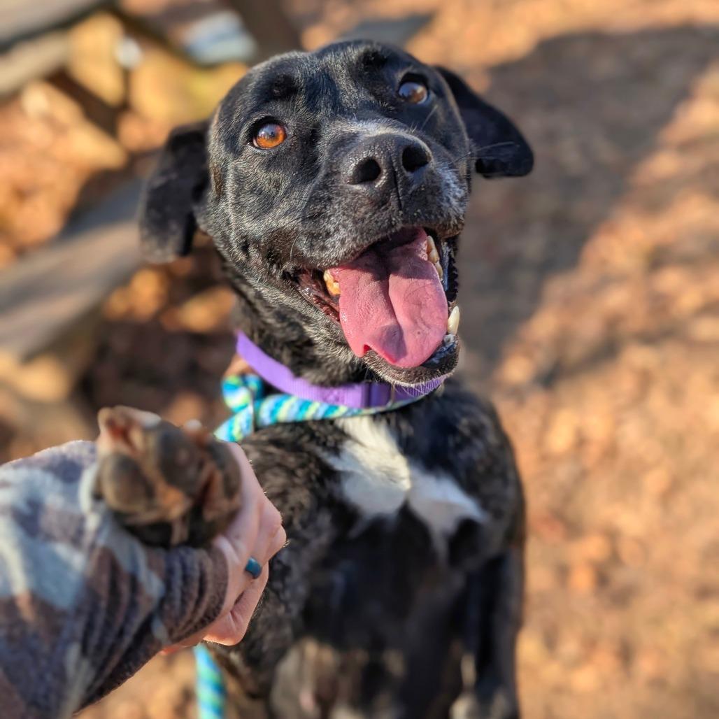 Star, a Adoptable Mixed Breed in Saint Charles, MO image 2/6