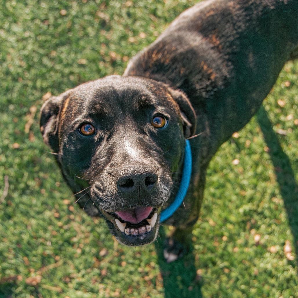 Star, a Adoptable Mixed Breed in Saint Charles, MO image 3/6
