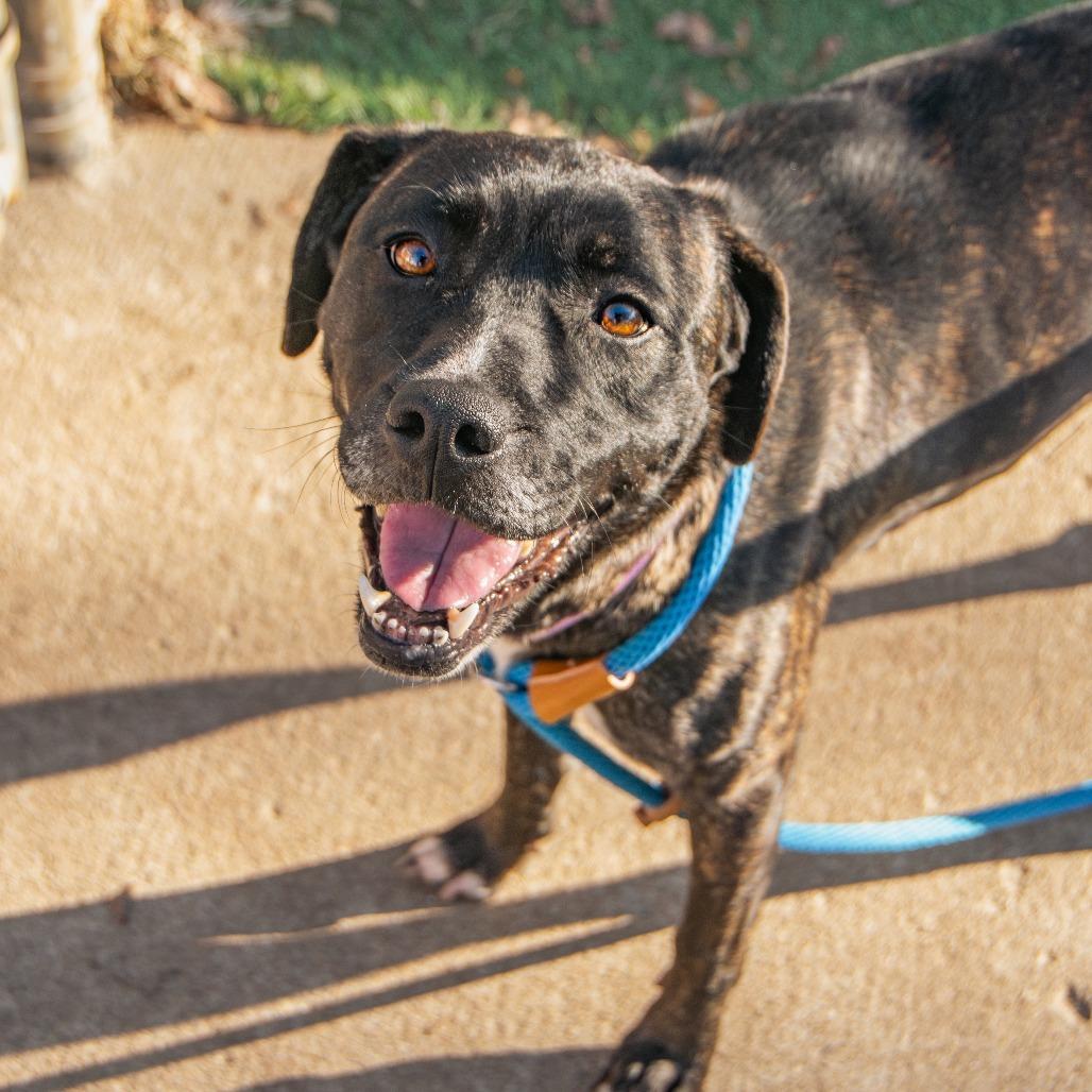 Star, a Adoptable Mixed Breed in Saint Charles, MO image 4/6