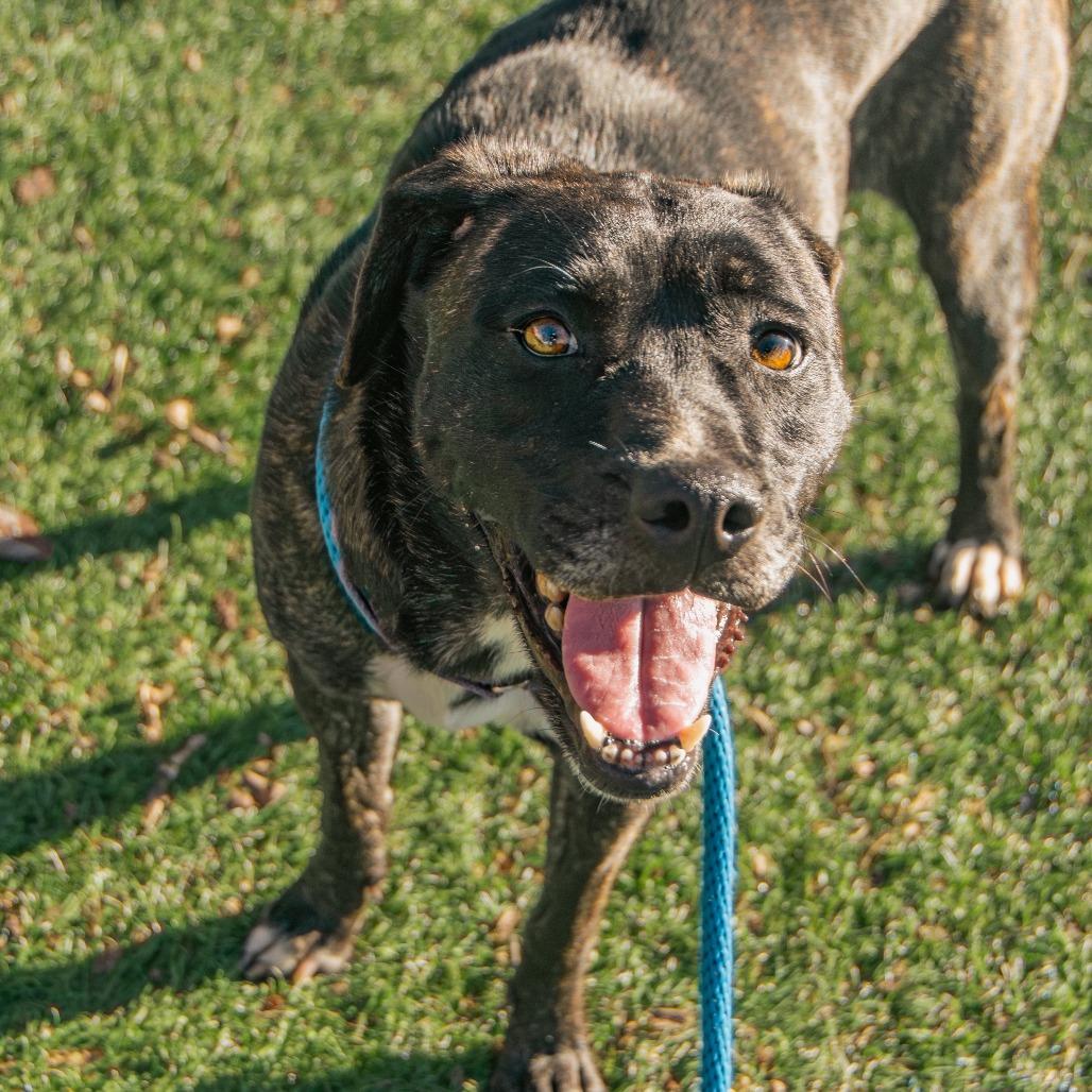 Star, a Adoptable Mixed Breed in Saint Charles, MO image 6/6