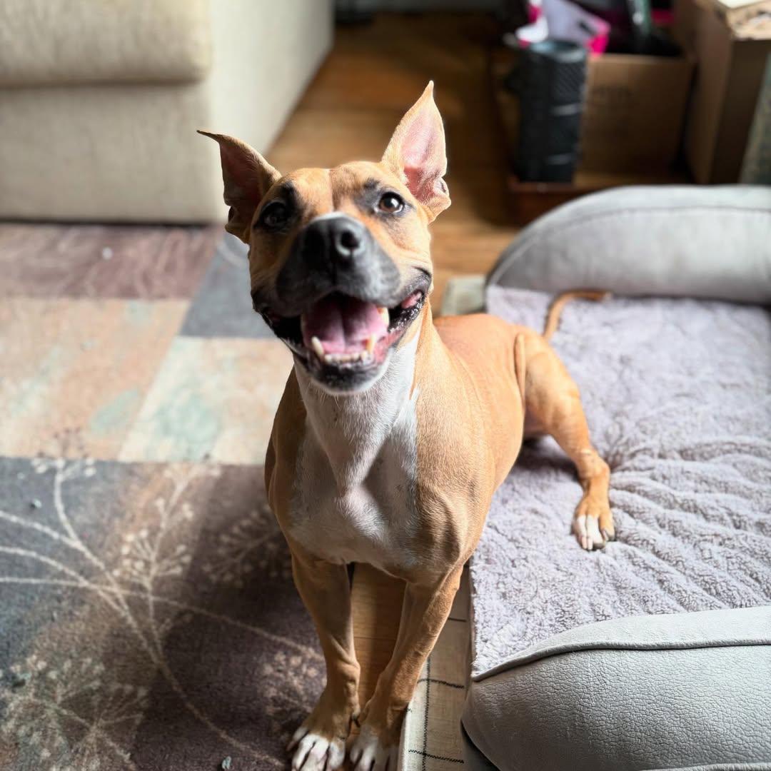 Enlarge Tsunade, a Adoptable Pit Bull Terrier in Detroit, MI image 2/6
