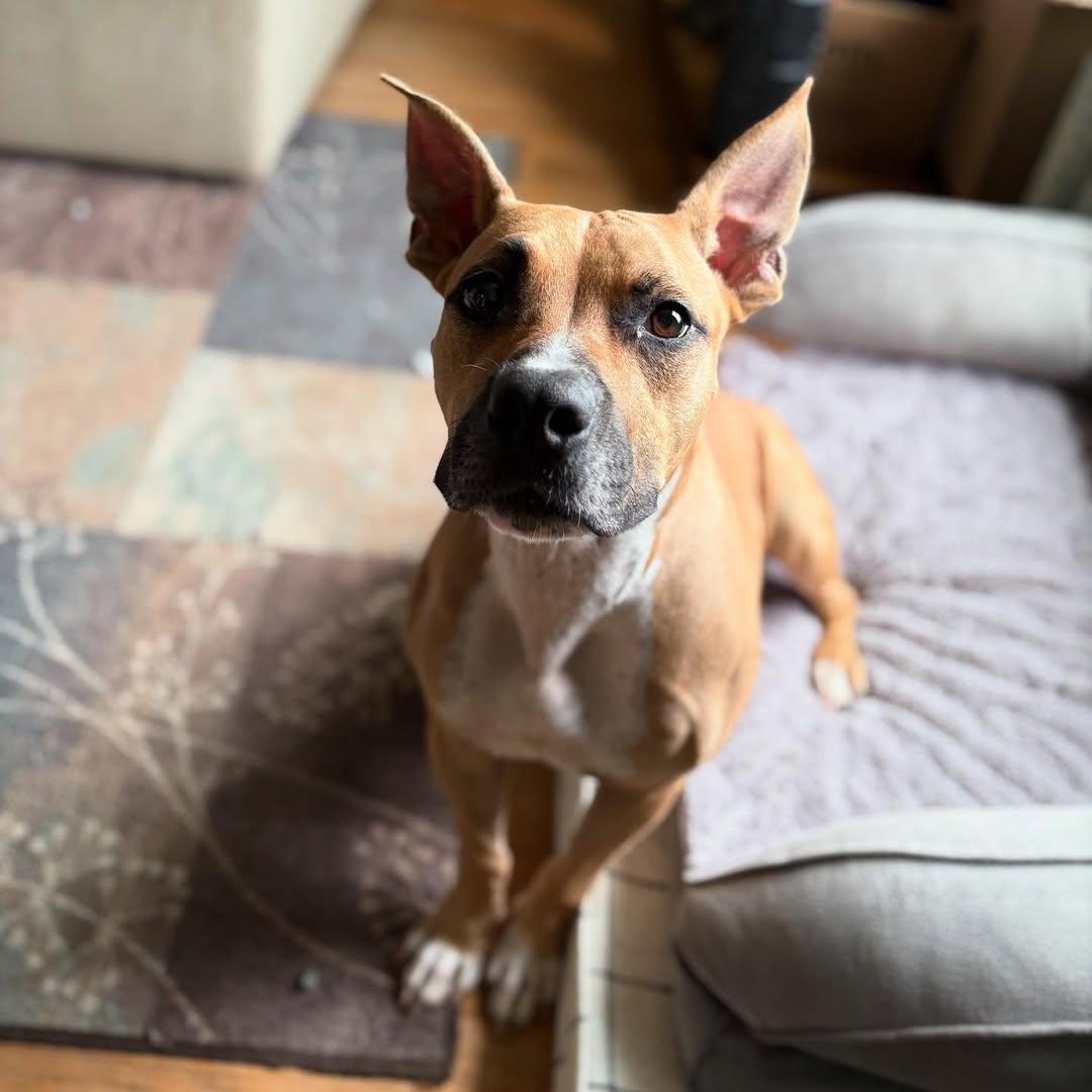 Enlarge Tsunade, a Adoptable Pit Bull Terrier in Detroit, MI image 4/6