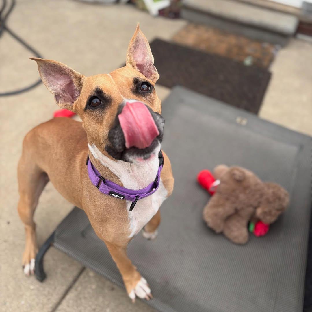 Enlarge Tsunade, a Adoptable Pit Bull Terrier in Detroit, MI image 5/6