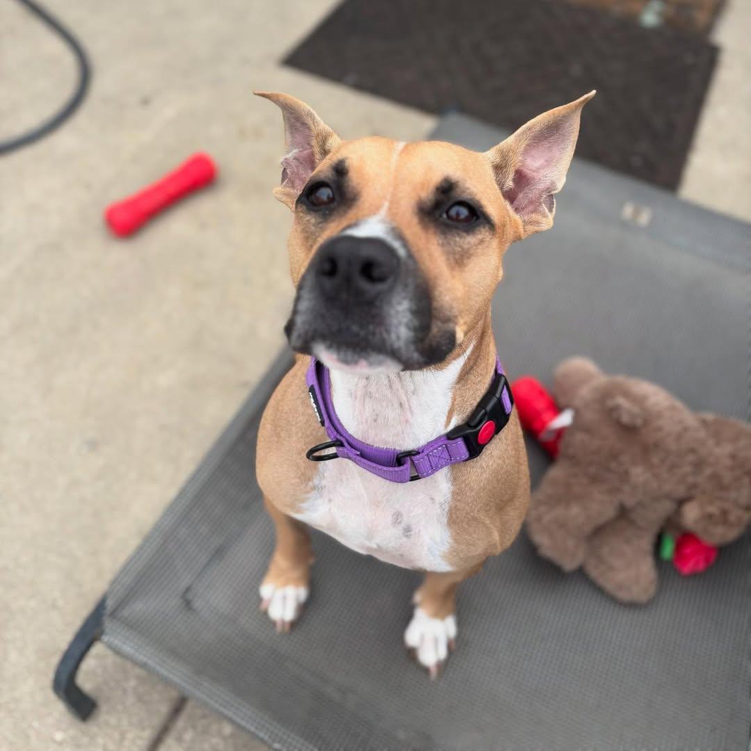 Enlarge Tsunade, a Adoptable Pit Bull Terrier in Detroit, MI image 3/6