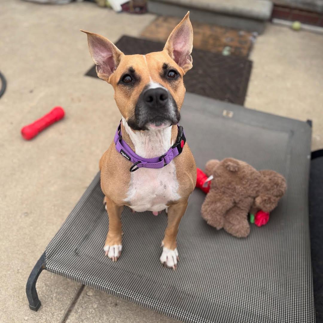 Tsunade, Adoptable, Young Female Pit Bull Terrier.