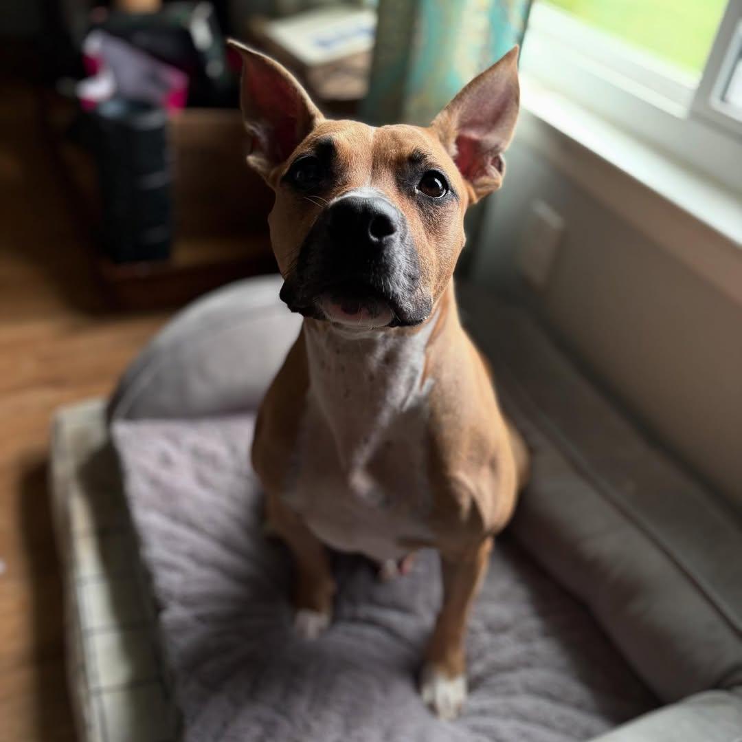 Enlarge Tsunade, a Adoptable Pit Bull Terrier in Detroit, MI image 6/6