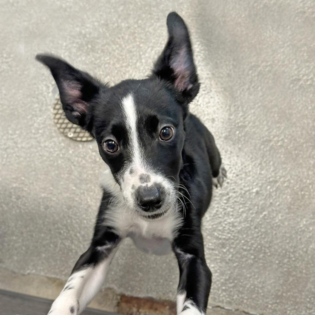 Enlarge Libra, a Adoptable Mixed Breed in Hailey, ID image 1/6