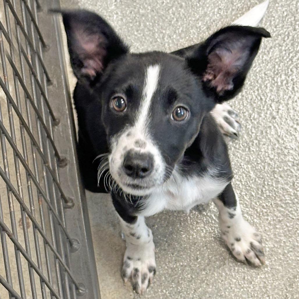 Enlarge Libra, a Adoptable Mixed Breed in Hailey, ID image 3/6