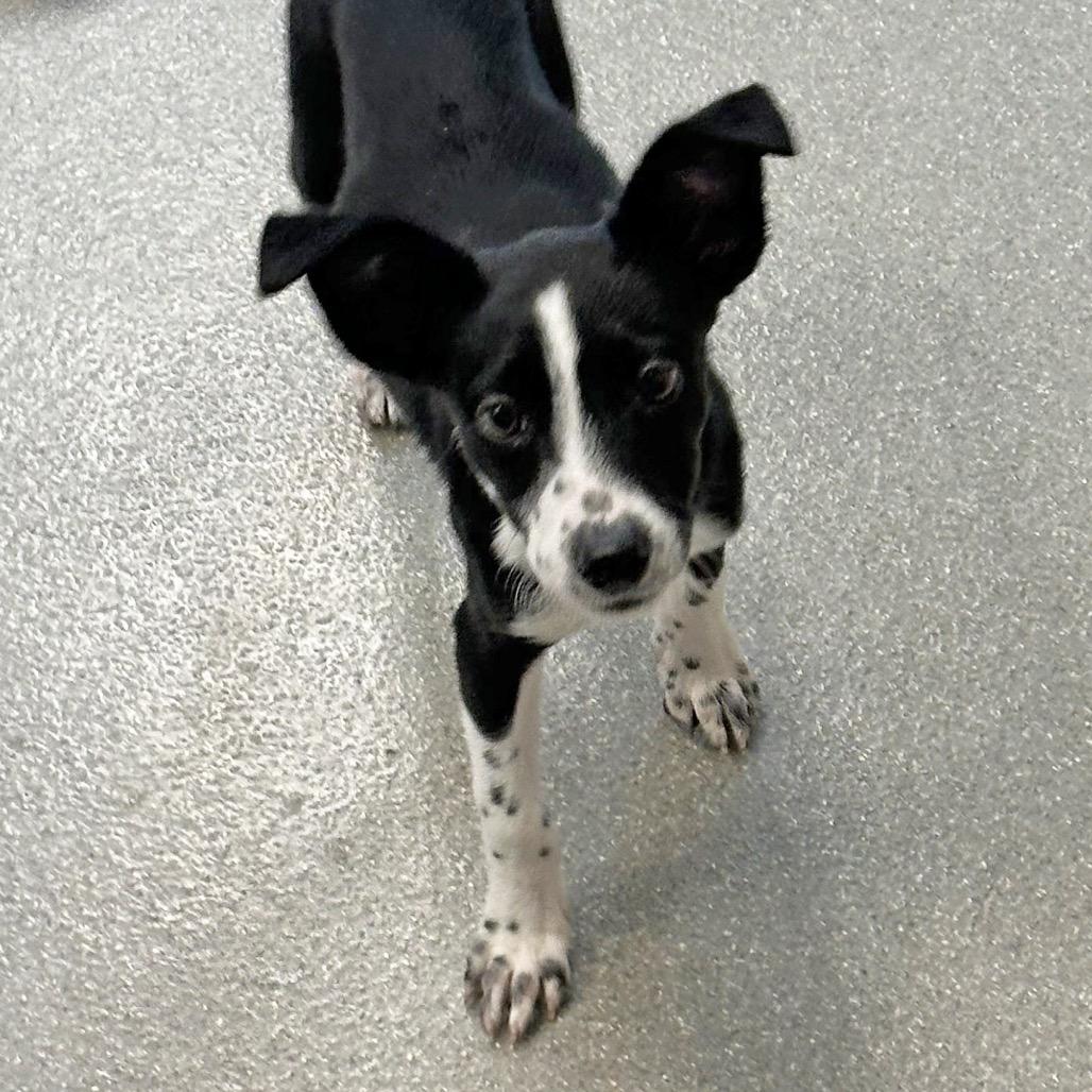 Enlarge Libra, a Adoptable Mixed Breed in Hailey, ID image 4/6