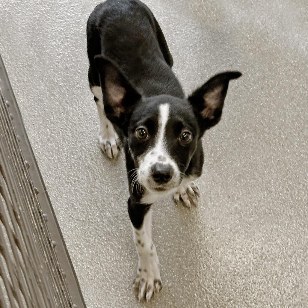 Enlarge Libra, a Adoptable Mixed Breed in Hailey, ID image 5/6