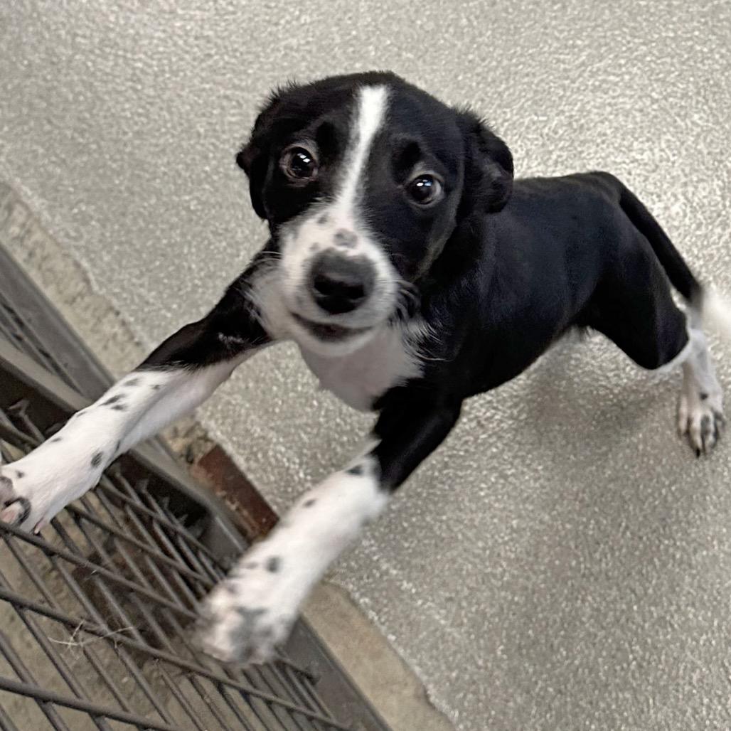 Enlarge Libra, a Adoptable Mixed Breed in Hailey, ID image 6/6