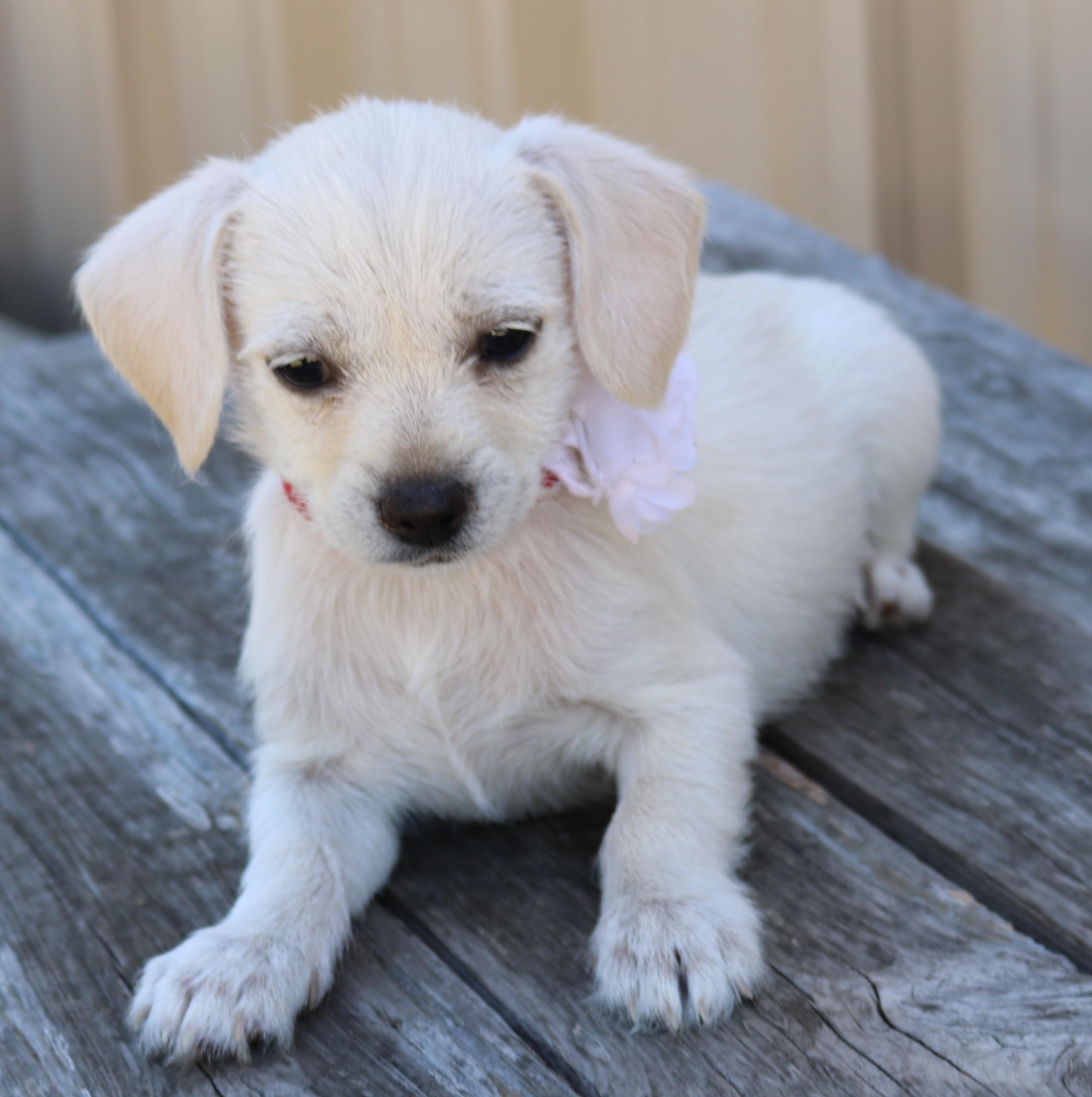 Enlarge Ivory, an adopted Chihuahua in Bandera, TX image 5/5