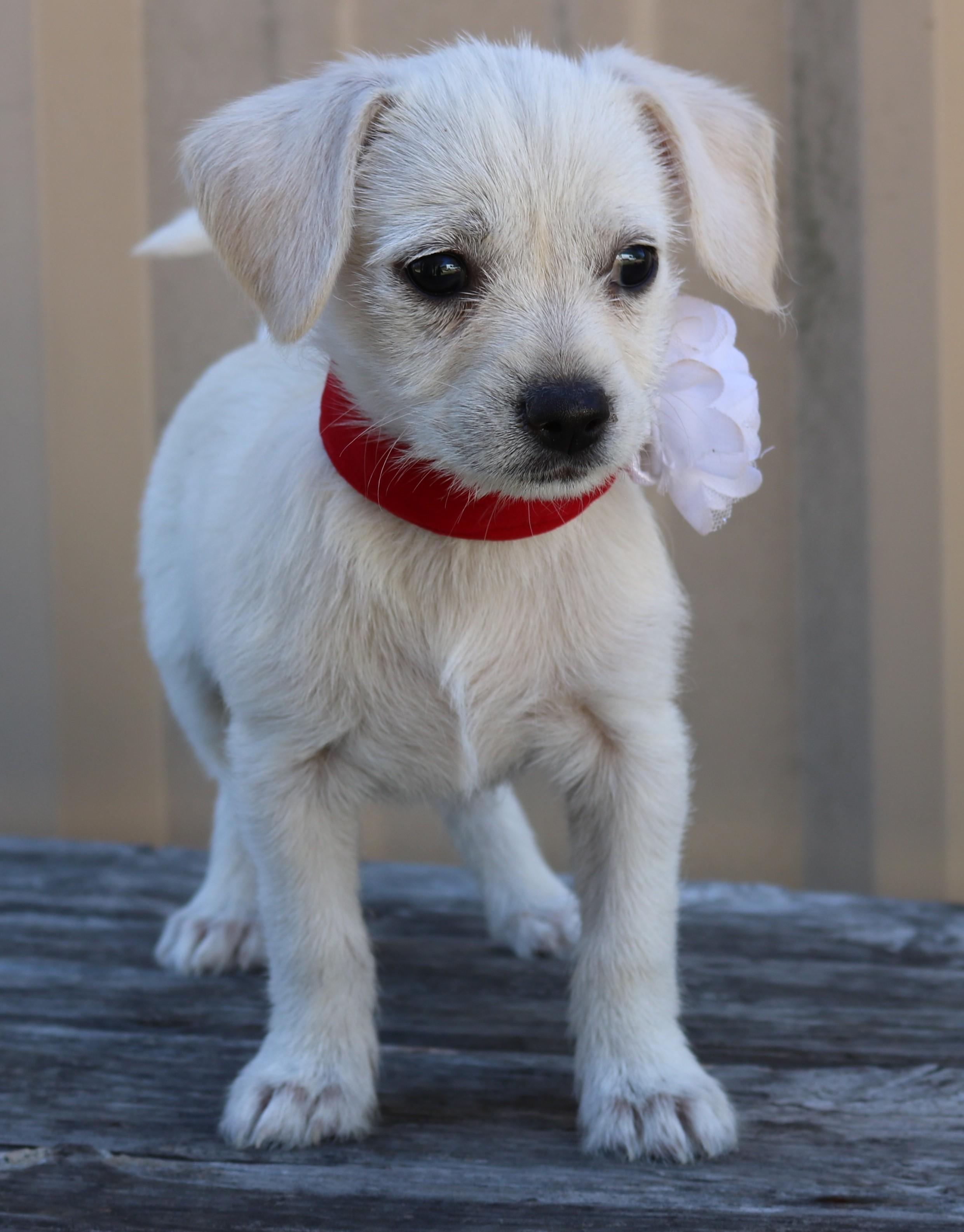 Enlarge Ivory, an adopted Chihuahua in Bandera, TX image 3/5