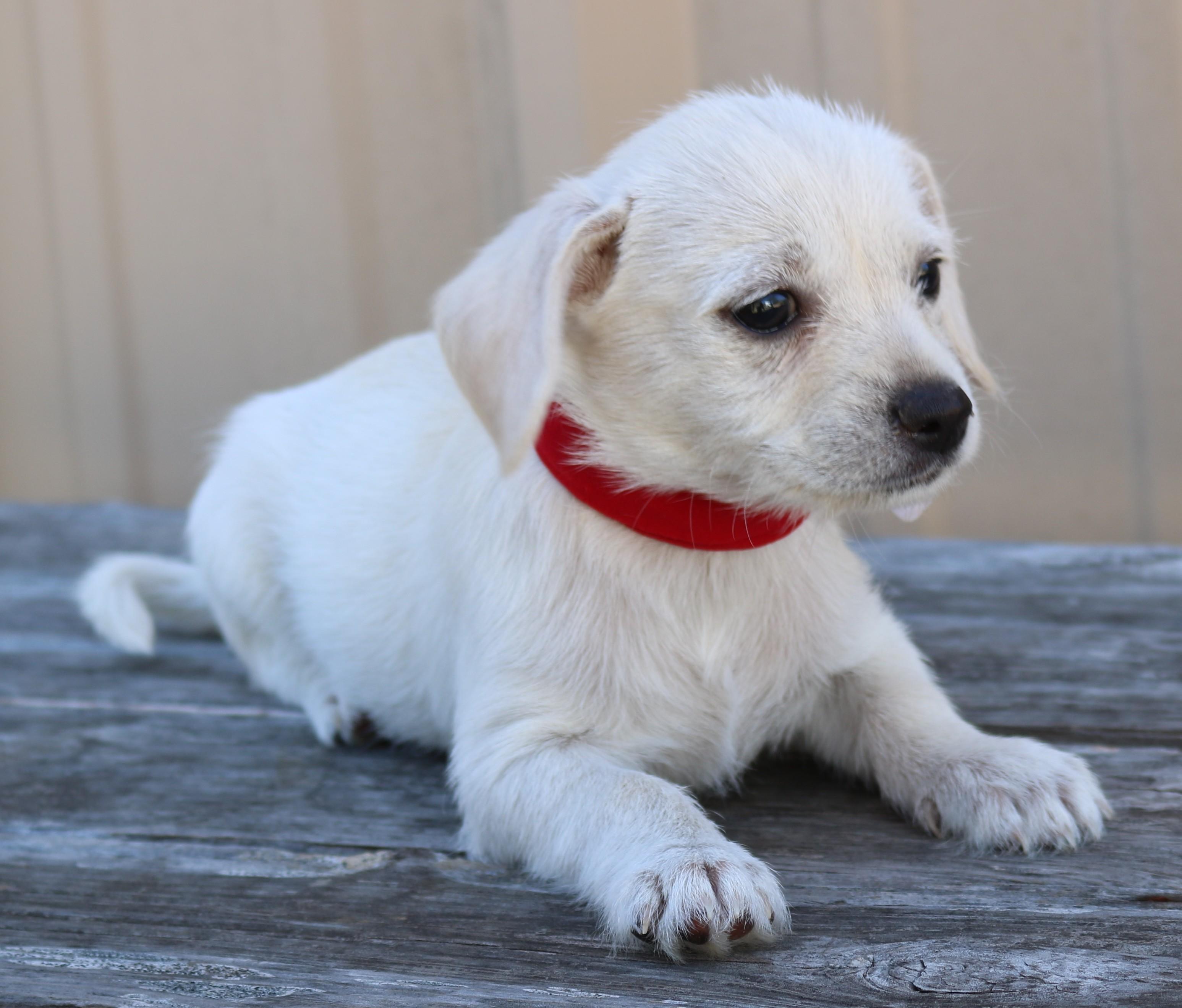 Enlarge Ivory, an adopted Chihuahua in Bandera, TX image 4/5