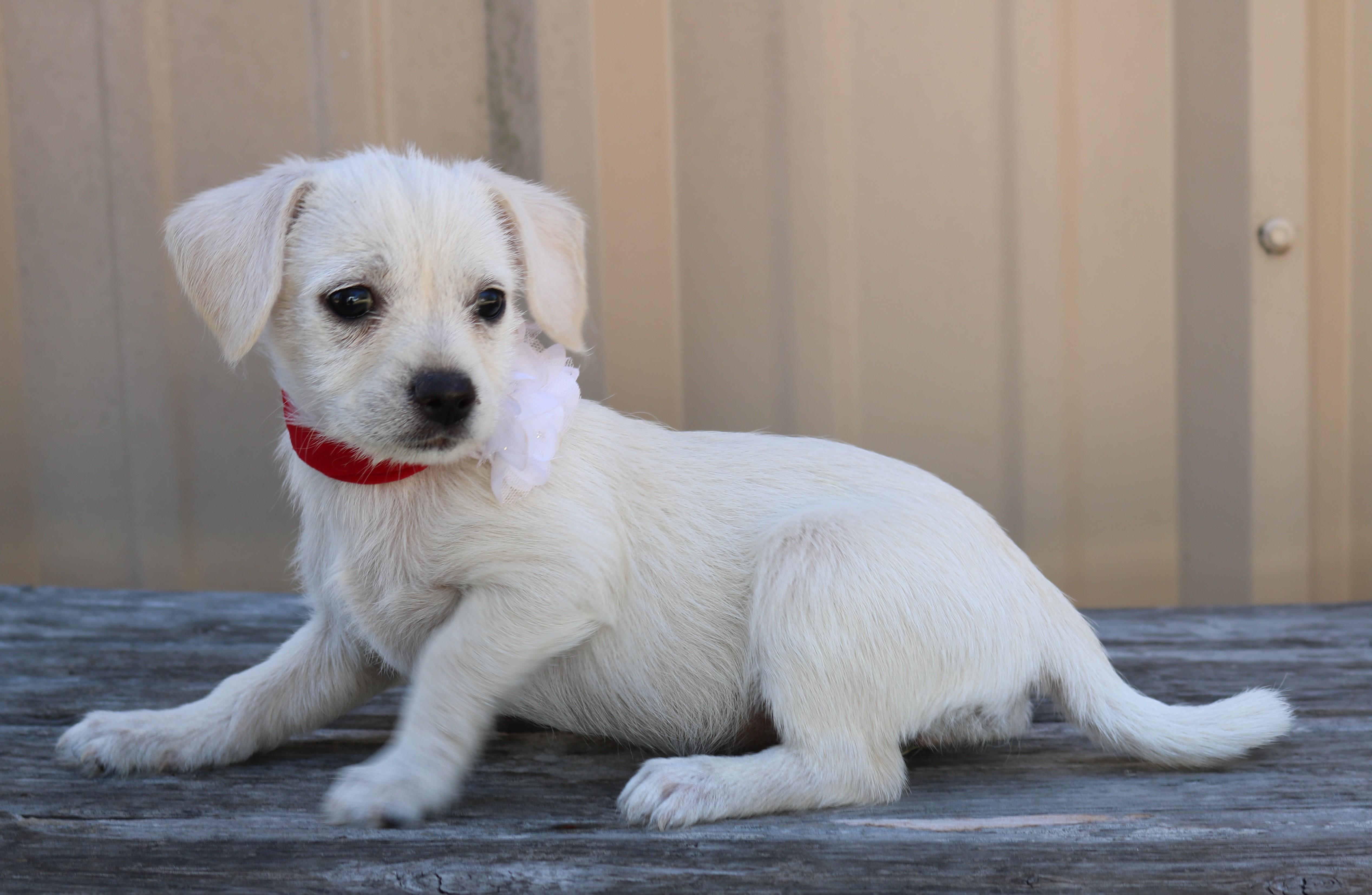 Ivory, adopted, Puppy Female Chihuahua.