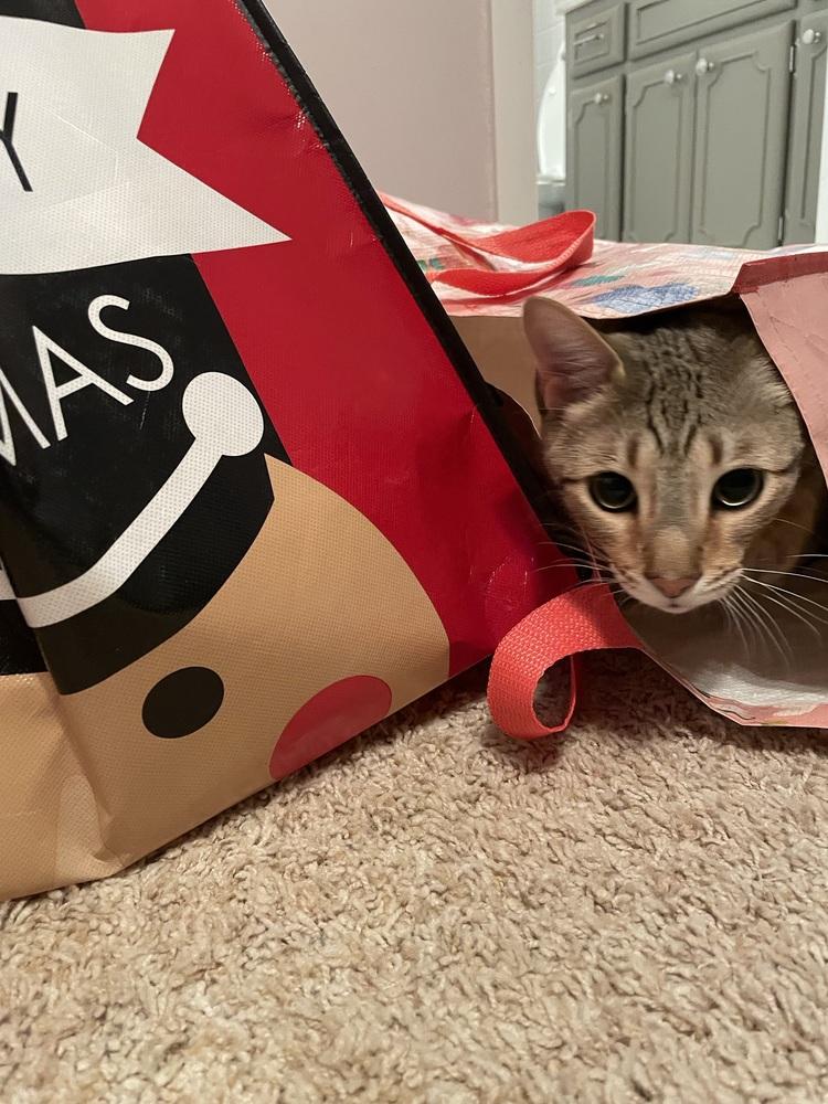 Bam Bam, Adoptable, Adult Male Bengal & Domestic Short Hair.