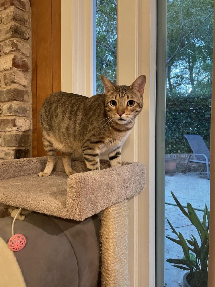 Enlarge Bam Bam, a Adoptable mixed breed in Saint Augustine, FL image 1/3