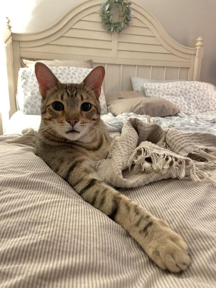 Enlarge Bam Bam, a Adoptable mixed breed in Saint Augustine, FL image 2/3