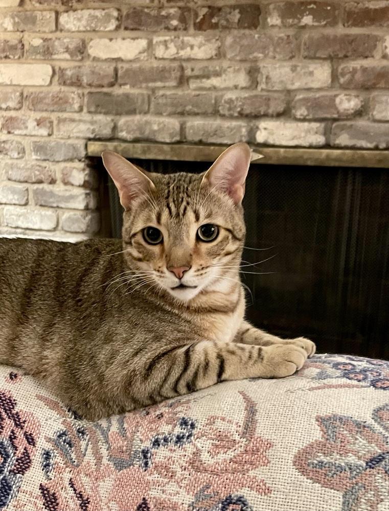 Enlarge Bam Bam, a Adoptable mixed breed in Saint Augustine, FL image 3/3