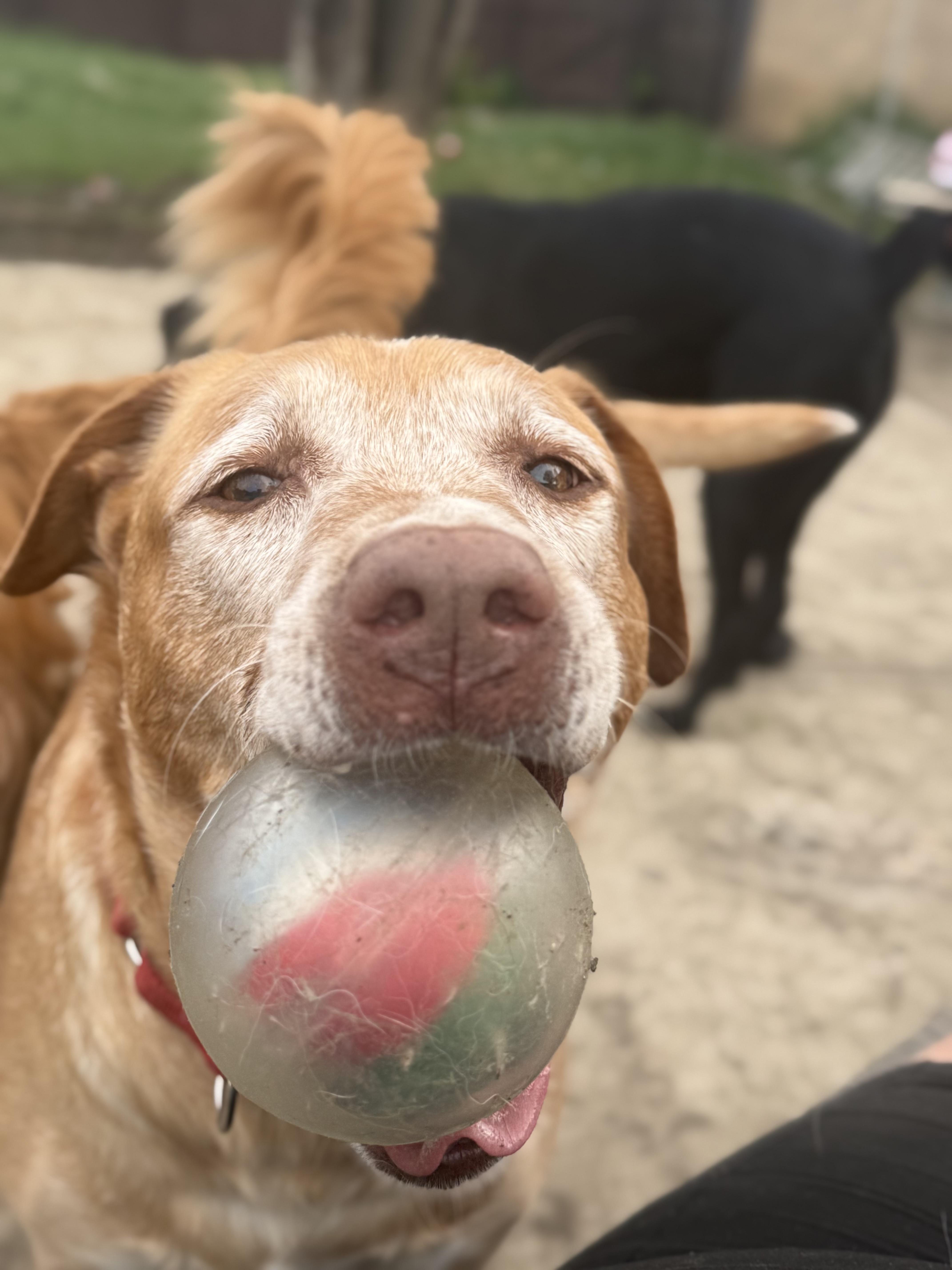 Enlarge Coby, a Adopted mixed breed in Mayfield Heights, OH image 6/6