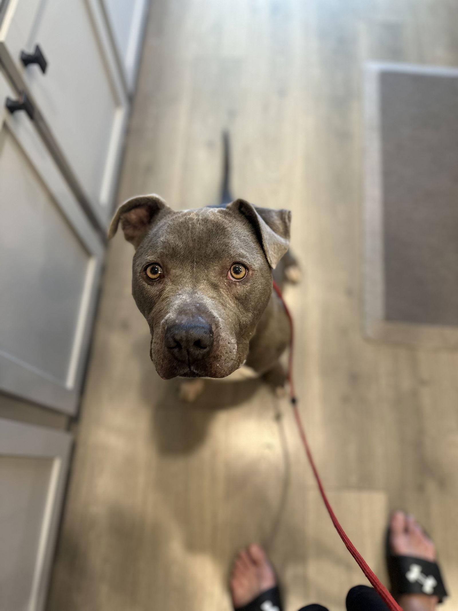 Enlarge Brady, a Adoptable Pit Bull Terrier in Sparks, NV image 1/1