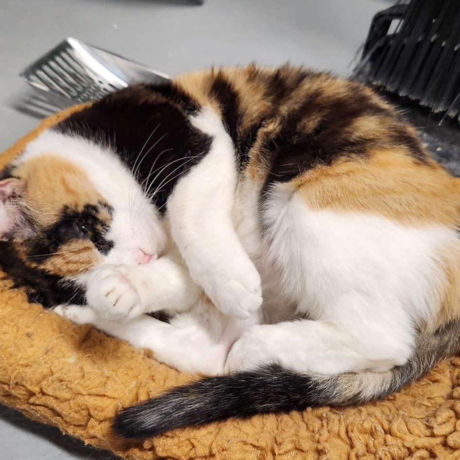 Darla, Adoptable, Adult Female Calico.