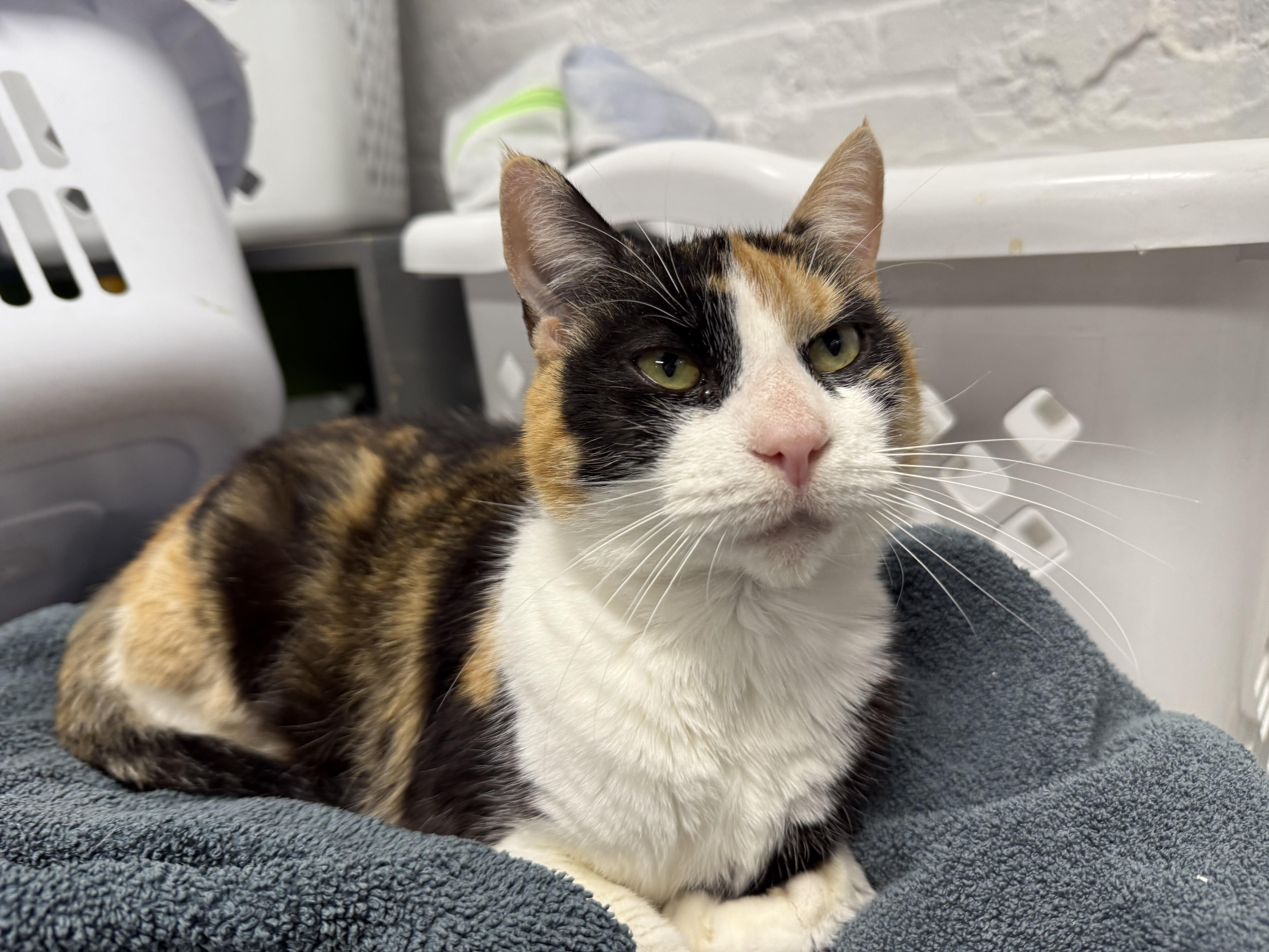 Darla, Adoptable, Adult Female Calico.