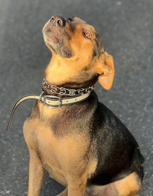 Enlarge Mo, a Adoptable mixed breed in Milwaukie, OR image 2/6