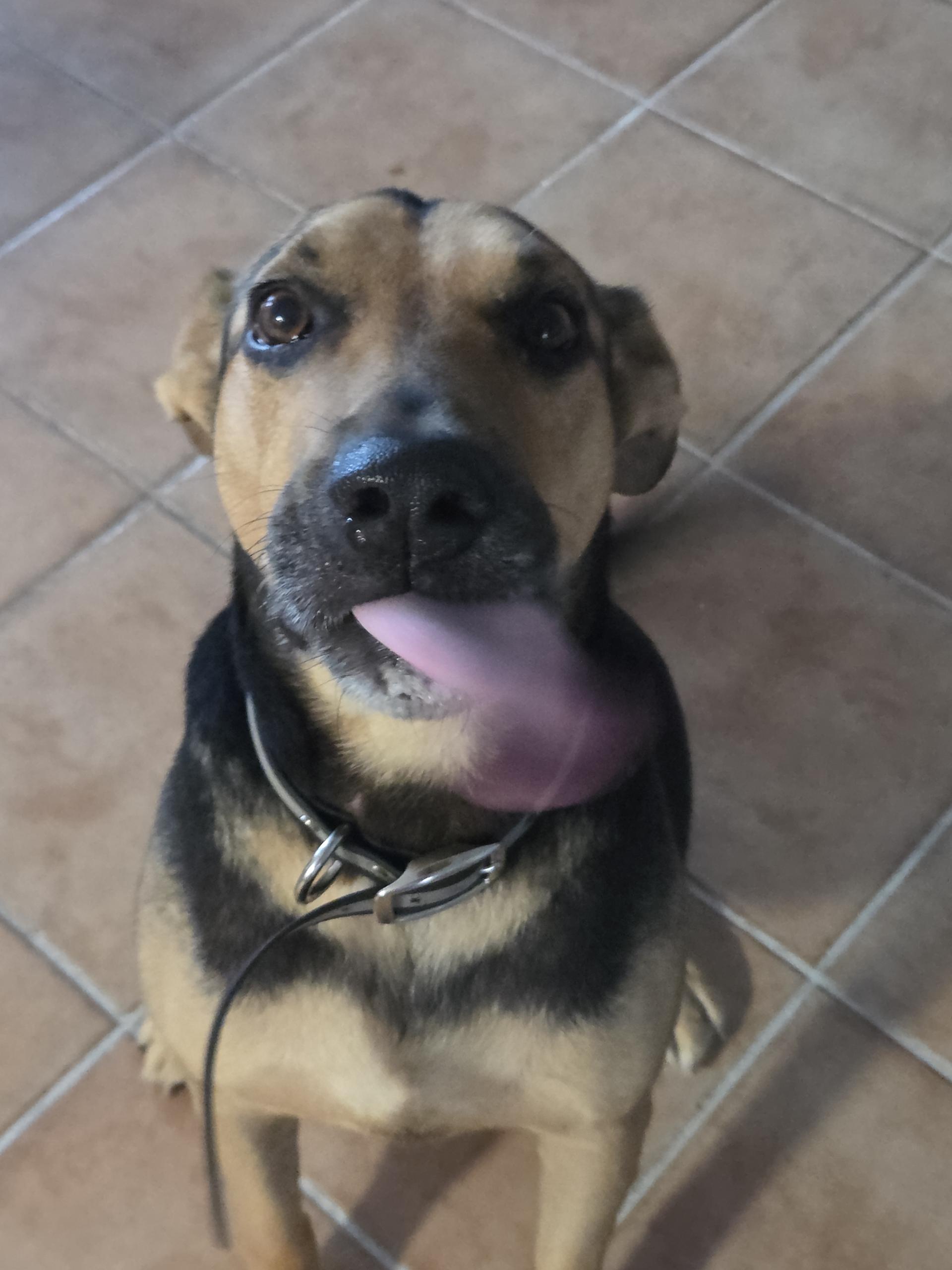 Mo, Adoptable, Adult Male Belgian Shepherd / Malinois.