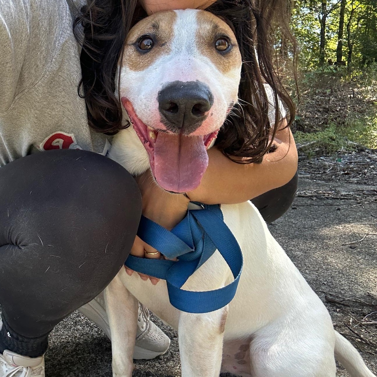 Jax, a Adoptable Bull Terrier in Indian Mound, TN image 5/5