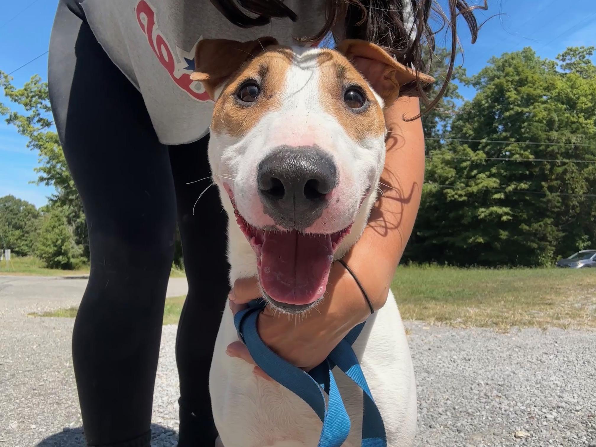Jax, a Adoptable Bull Terrier in Indian Mound, TN image 3/5