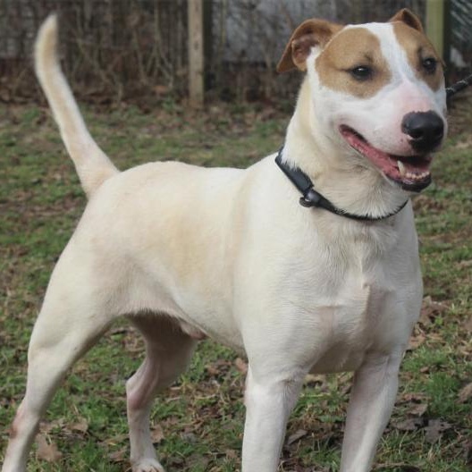 Jax, Adoptable, Adult Male Bull Terrier.