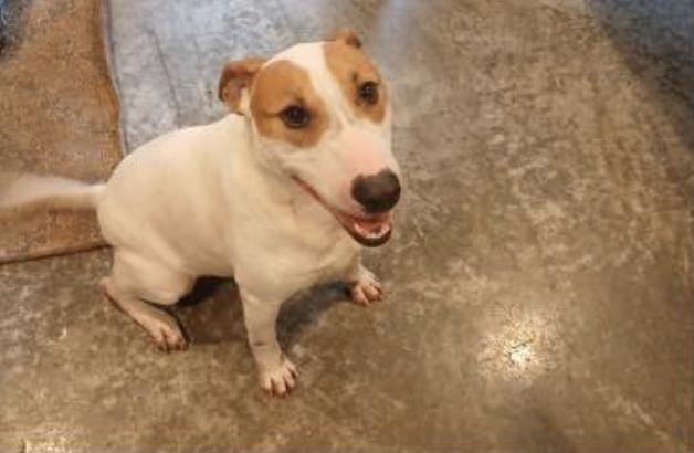 Jax, a Adoptable Bull Terrier in Indian Mound, TN image 4/5