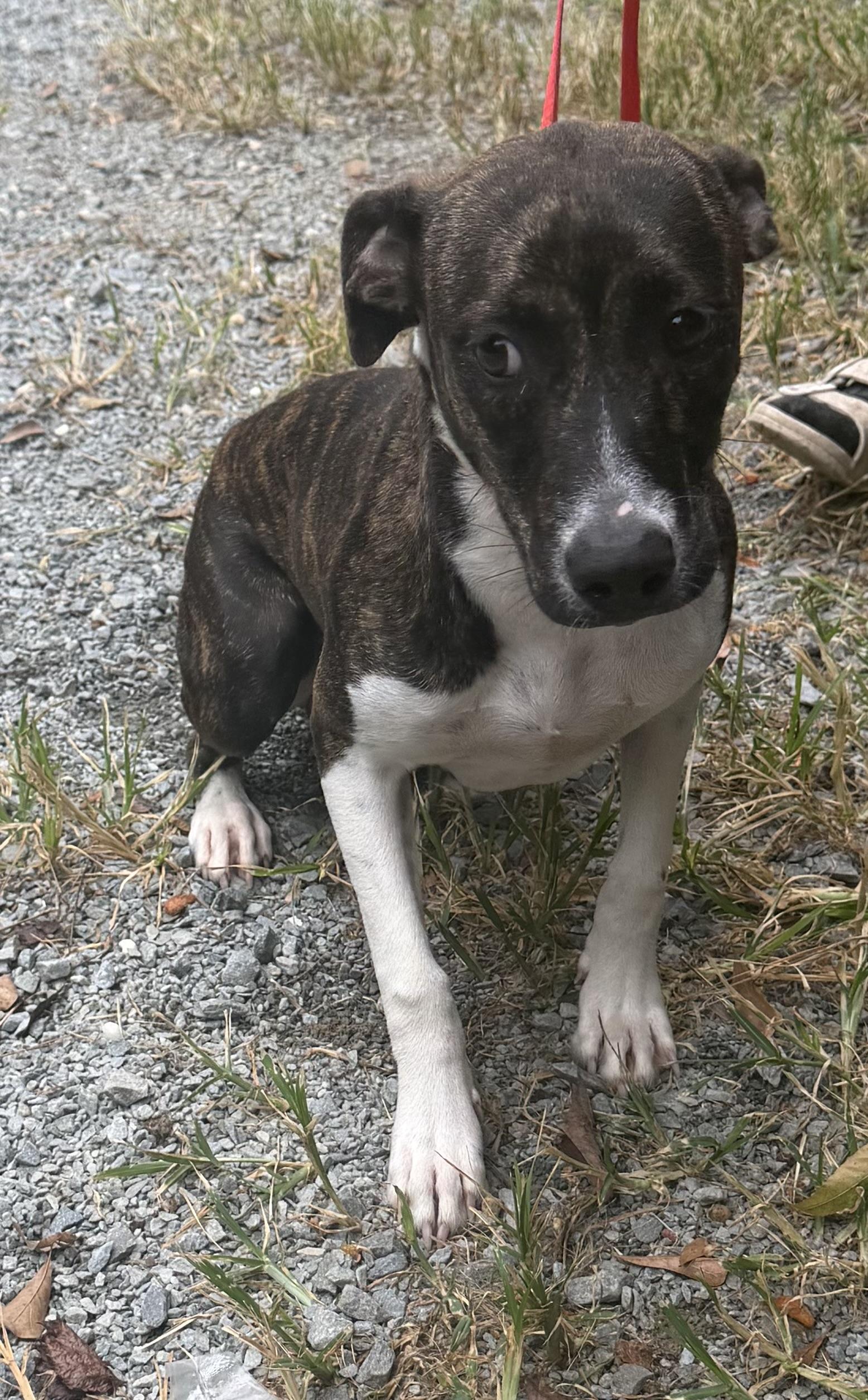 Enlarge Peaky, a Adoptable mixed breed in Elizabethtown, NC image 2/2