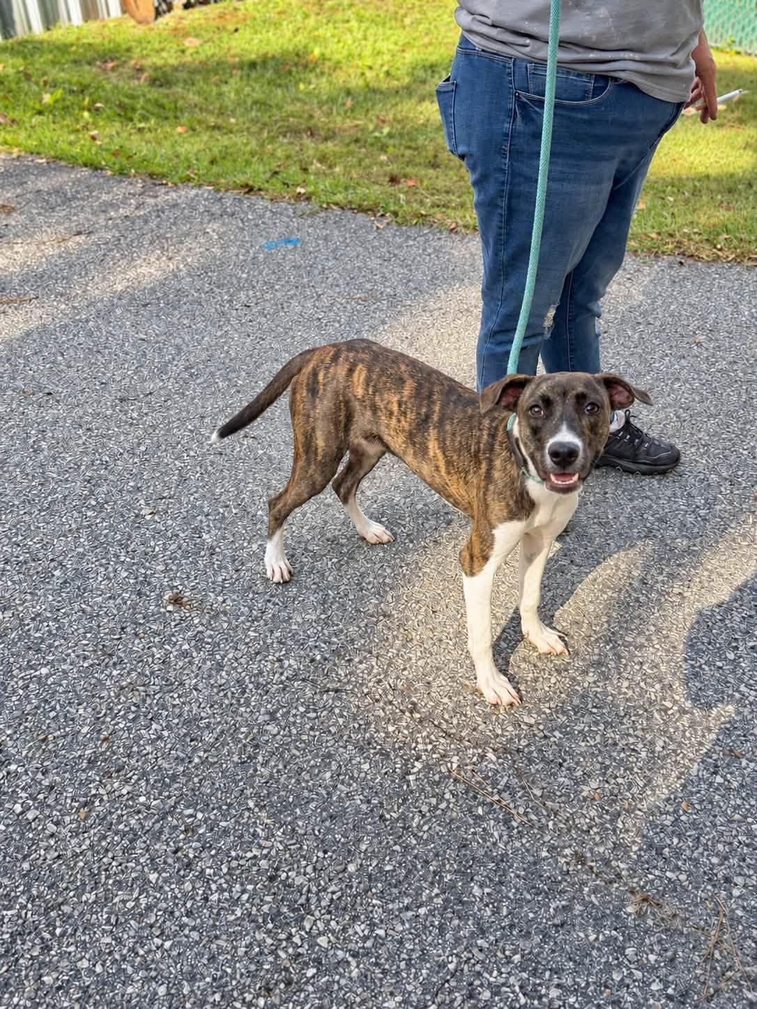 Enlarge Peaky, a Adoptable mixed breed in Elizabethtown, NC image 1/2