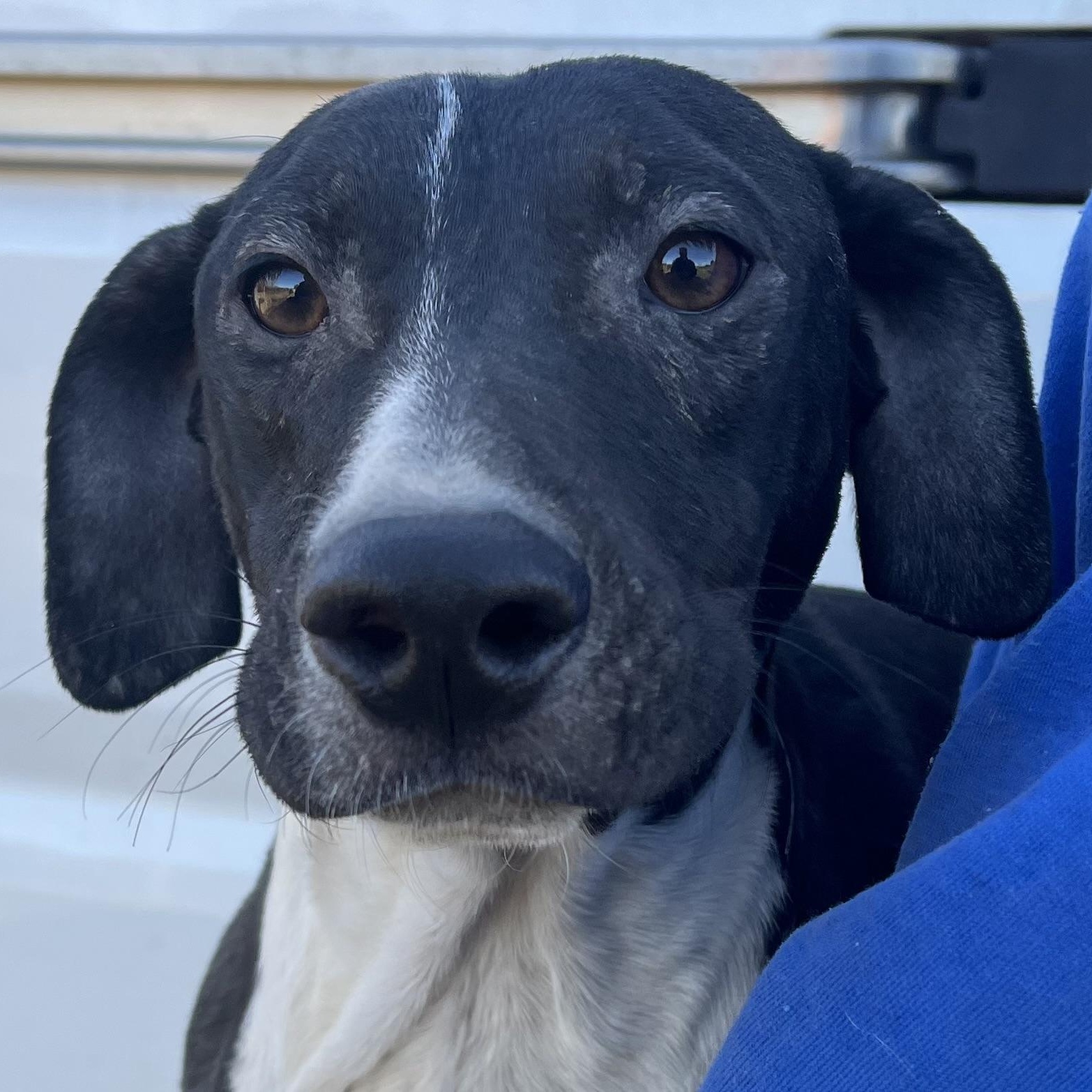 Enlarge Relic - Local March 13-15, an adoptable mixed breed in Beaverton , OR image 1/5