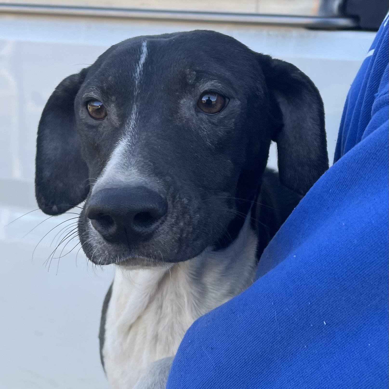 Enlarge Relic - Local March 13-15, an adoptable mixed breed in Beaverton , OR image 5/5