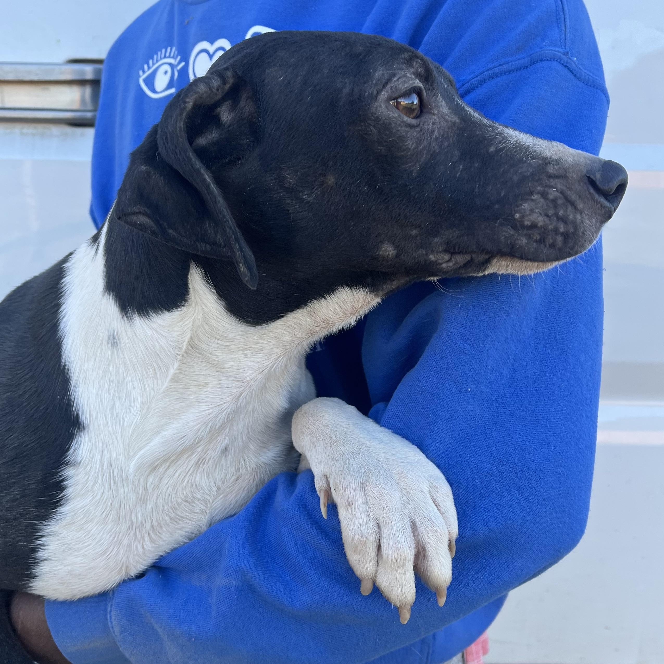 Enlarge Relic - Local March 13-15, an adoptable mixed breed in Beaverton , OR image 4/5