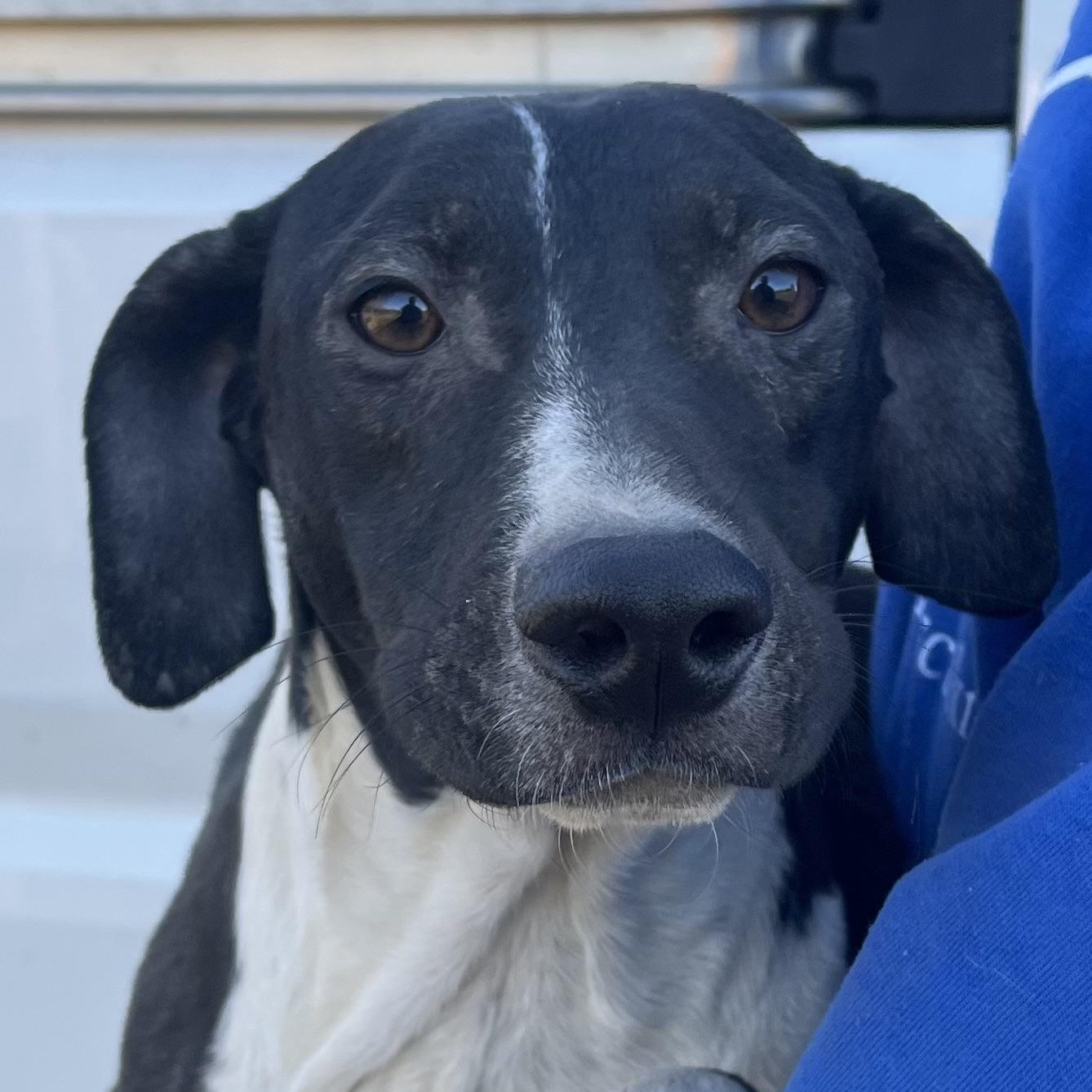 Enlarge Relic - Local March 13-15, an adoptable mixed breed in Beaverton , OR image 3/5