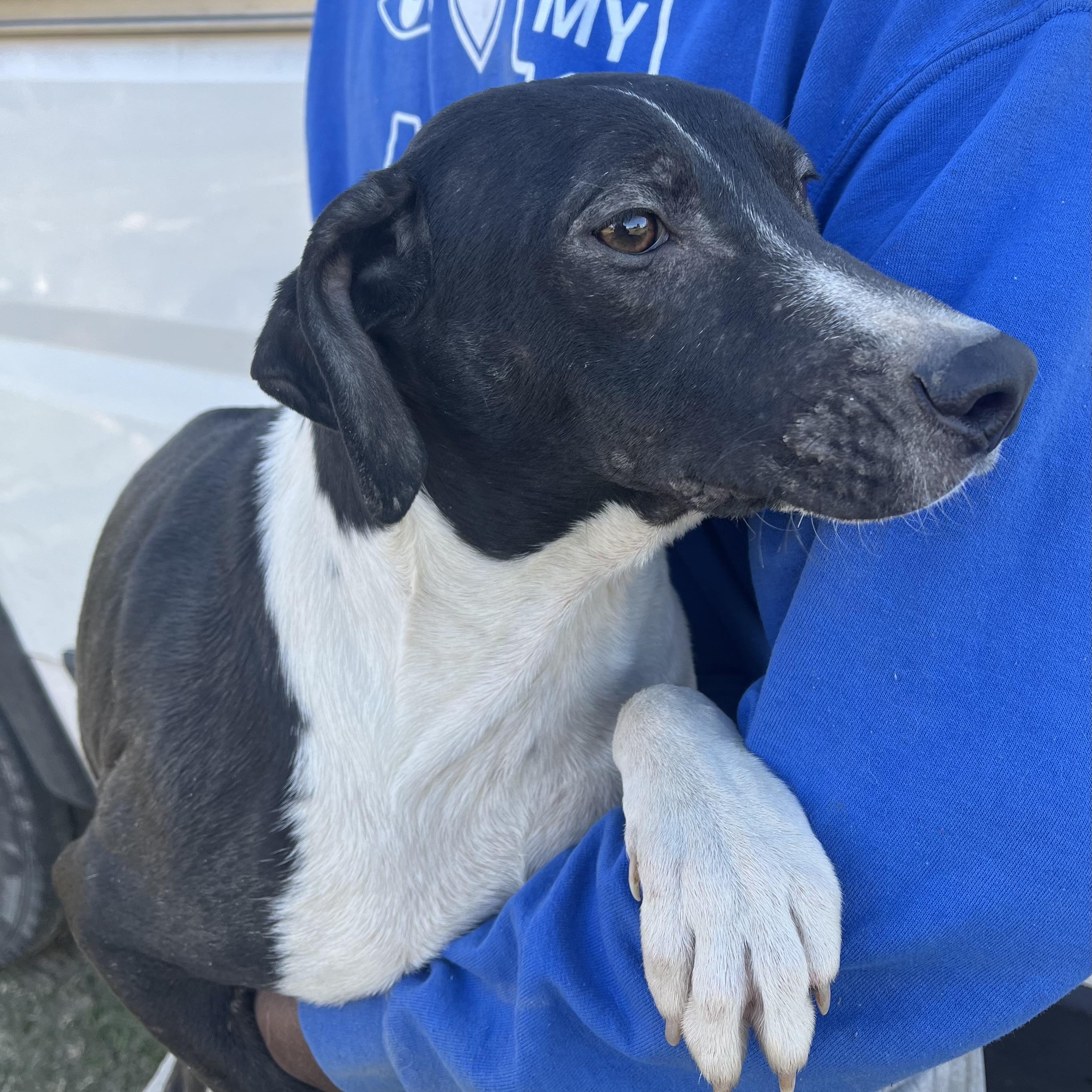 Enlarge Relic - Local March 13-15, an adoptable mixed breed in Beaverton , OR image 2/5