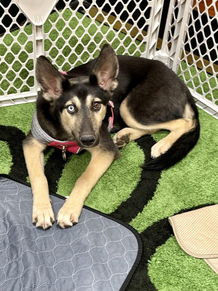 Jane, Adoptable, Puppy Female Shepherd.