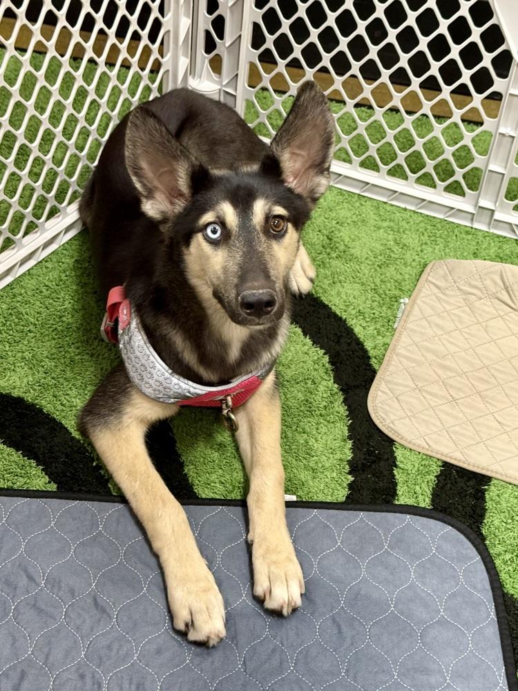 Enlarge Jane, a Adoptable mixed breed in TUCSON, AZ image 2/4