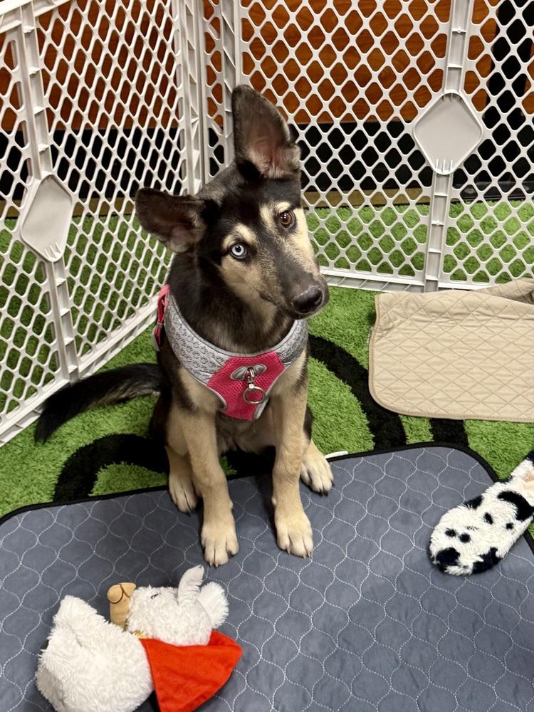 Enlarge Jane, a Adoptable mixed breed in TUCSON, AZ image 3/4