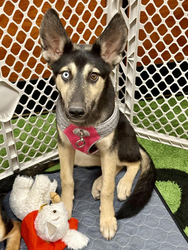 Enlarge Jane, a Adoptable mixed breed in TUCSON, AZ image 4/4