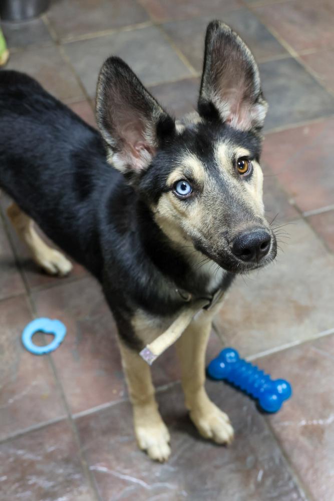 Enlarge Jane, a Adoptable mixed breed in TUCSON, AZ image 5/5