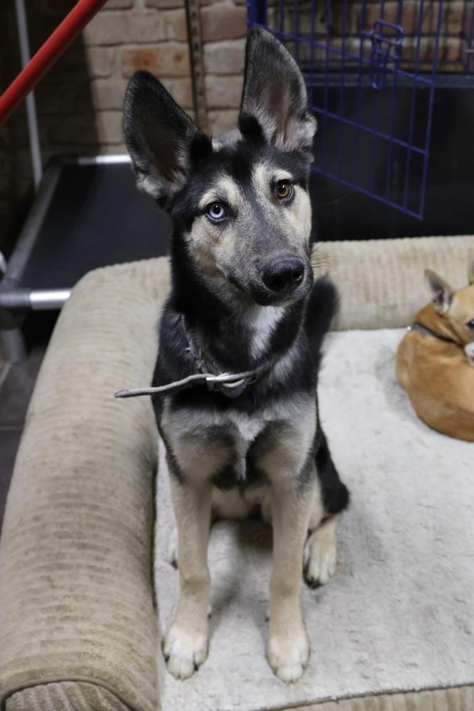 Enlarge Jane, a Adoptable mixed breed in TUCSON, AZ image 6/6