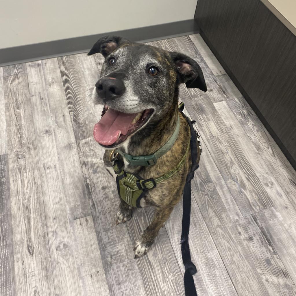 Enlarge Kai, a Adoptable Mixed Breed in St. Louis, MO image 1/6