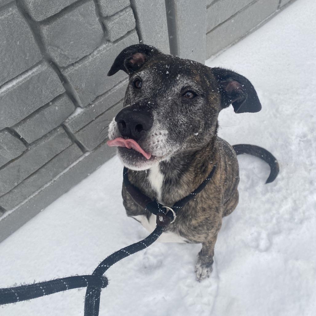 Enlarge Kai, a Adoptable Mixed Breed in St. Louis, MO image 2/6